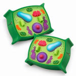 Plant Cell